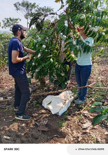 Two people are tending to a flowering coffee plant on a sunny day, surrounded by greenery, soil, and a white sack on the ground nearby.
