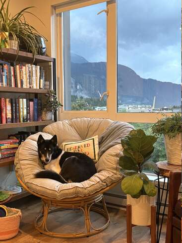 A black and white dog curls up on a comfy chair by a window. Surrounded by books and plants, mountains are visible outside, creating a cozy atmosphere.