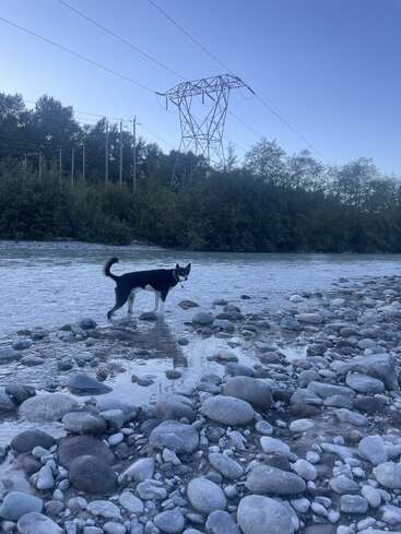 A black and white dog stands in a shallow, rocky river. In the background, there are power lines, a tower, trees, and a clear blue sky.