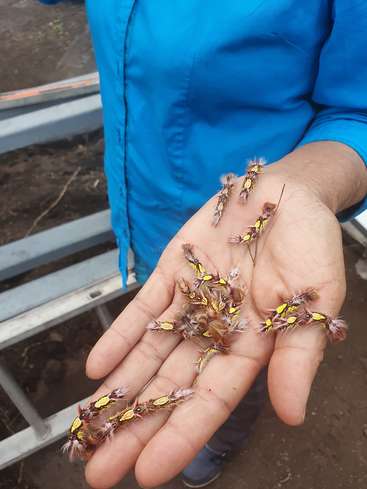 L'image représente une personne tenant une poignée de petits insectes colorés au corps flou et aux marques jaunes, devant une structure métallique.
