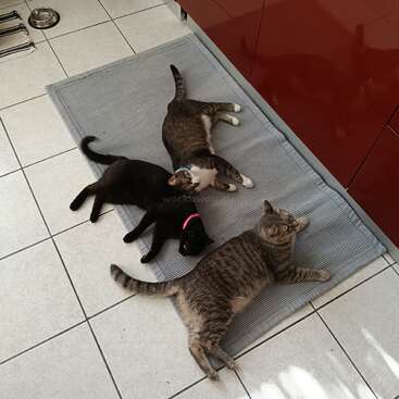 Four cats relax on a gray rug in a tiled kitchen. Two are black, one has a pink collar, and two are tabby. Sunlight streams in.