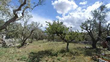 This image shows a sunlit grove with scattered trees and grass, under a partly cloudy blue sky. Shadows and natural elements create a peaceful rural atmosphere.