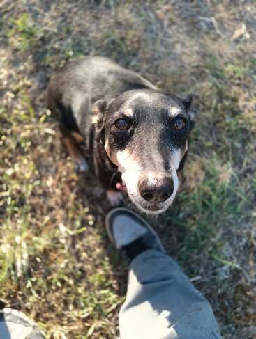 A small black and brown dog looks up with big, expressive eyes. The person wearing gray pants and a shoe stands next to the dog outside.