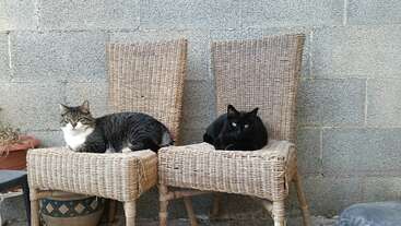 Two cats rest on wicker chairs against a gray brick wall. One cat is tabby with white, the other is black. There’s a plant nearby.