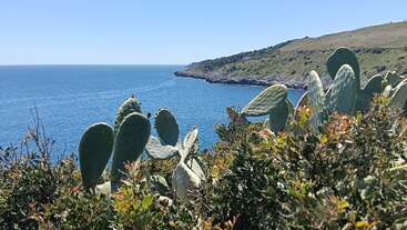 This image shows a beautiful coastal landscape with clear blue sea, rugged cliffs, and green cactus plants in the foreground under a bright, sunny sky.