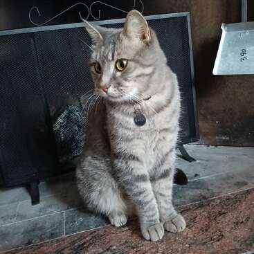 A grey tabby cat with yellow eyes sits gracefully in front of a fireplace. The cat wears a collar with a name tag that reads "Mario."