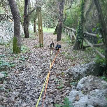 Two small dogs on brightly colored leashes walk along a leafy forest path, surrounded by trees, rocks, and wooden fences, creating a peaceful, natural scene.