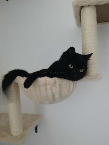 A sleek black cat lounges comfortably in a soft, beige hammock attached to a cat tree. The cat looks relaxed, gazing off to the side.