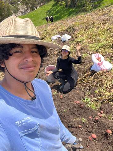 Deux personnes récoltent des pommes de terre dans un champ. L'une sourit pour un selfie, tandis que l'autre fait un signe de la main, entourée de sacs de pommes de terre et d'une campagne verdoyante, avec des vaches.