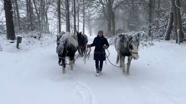 A person walks two horses down a snow-covered path in a wintry forest. Trees line the road, their branches and surroundings blanketed in fresh, white snow.
