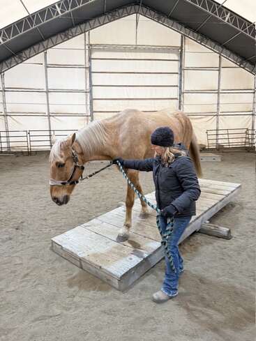 Eine Frau führt ein hellbraunes Pferd über eine Holzplattform in einer Reithalle. Das Pferd ist ruhig, und die Frau wirkt konzentriert und sanft.