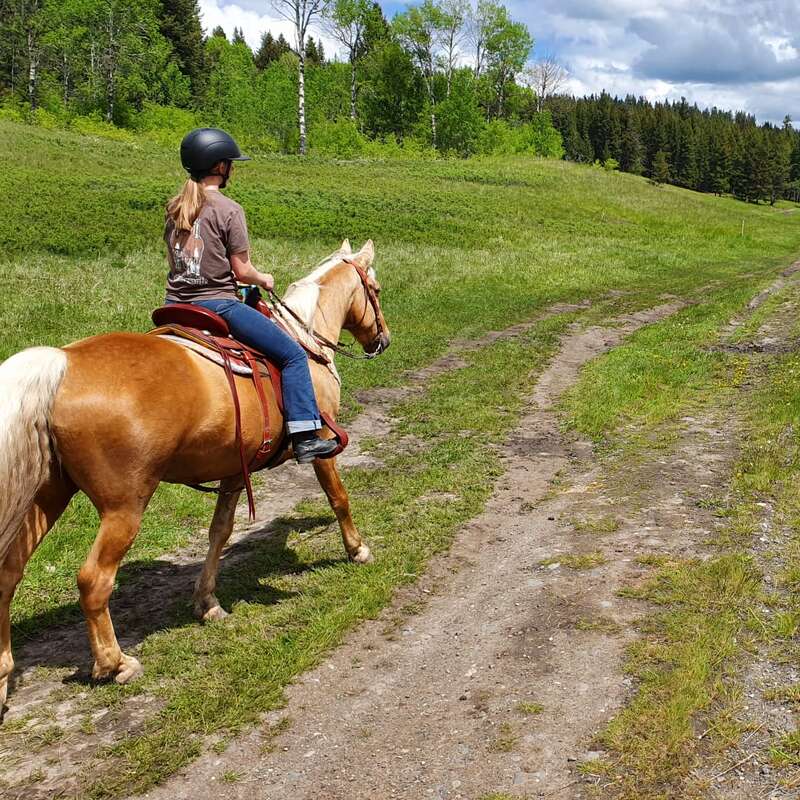 Das Bild zeigt zwei Pferde und ihre Reiter auf einem unbefestigten Weg in einem grasbewachsenen Feld, umgeben von Bäumen unter einem bewölkten Himmel.