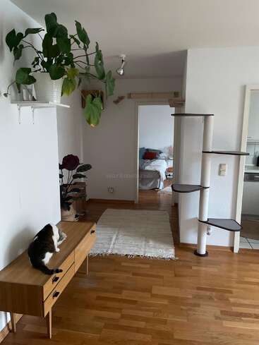 The image depicts a modern, minimalist room with white walls and wood floors, featuring a cat on a bench, a cat tower, and a doorway leading to a bedroom.