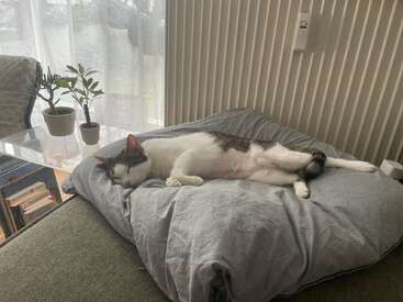 The image depicts a serene scene of a white and brown cat reclining on a gray pillow, surrounded by potted plants and a window with sheer curtains.