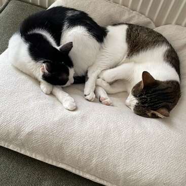 The image depicts two cats curled up on a white pillow, with one cat\'s head resting on the other, both appearing to be sleeping peacefully.