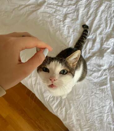 A cat with white and grey fur looks up at the camera, with a human hand reaching out to touch its head on a bed with a white sheet.