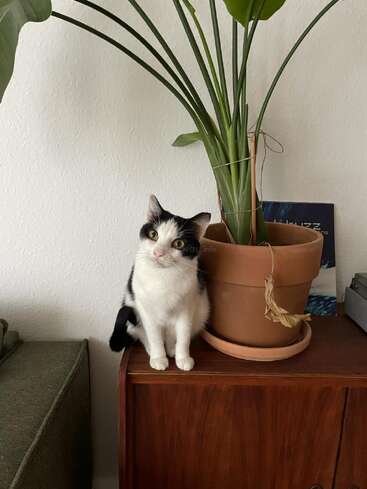 The image depicts a black and white cat sitting on a wooden cabinet next to a potted plant, with a book and other objects in the background.