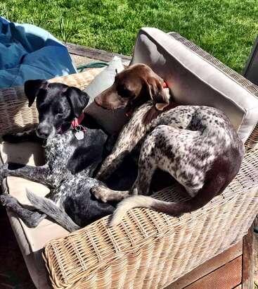 Das Bild zeigt zwei Hunde, einen schwarzen und einen braun-weißen, die auf einem Korbstuhl in einem Hinterhof sitzen, mit üppigem grünen Gras im Hintergrund.