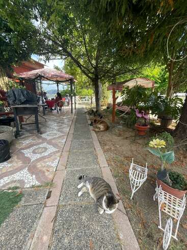 Eine friedliche Gartenszene mit einer Katze, die auf einem Weg liegt, Hunden, die sich im Schatten ausruhen, Menschen, die unter einem Pavillon speisen, und üppigem Grün ringsum.