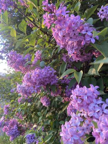 Des grappes de fleurs lilas d'un violet éclatant s'épanouissent au milieu d'un feuillage verdoyant, baignées par la douce lumière dorée du soleil de fin d'après-midi, créant ainsi un magnifique tableau printanier.