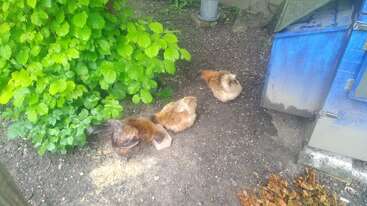 A imagem mostra um grupo de pequenos animais, provavelmente coelhos ou roedores, com orelhas longas e caudas curtas, em um ambiente natural, possivelmente uma floresta ou campo. Os animais estão cercados por vegetação.