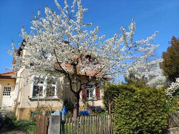 A imagem mostra uma casa charmosa com uma árvore de flores brancas vibrantes no jardim da frente, cercada por uma vegetação exuberante e um céu azul claro.