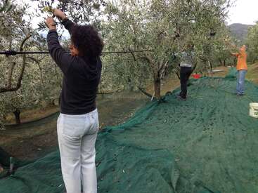 Three people are harvesting olives from trees, standing on a large green net that catches fallen olives, surrounded by olive trees and buckets in an outdoor setting.