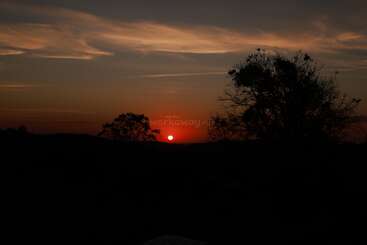 Um pôr do sol de tirar o fôlego pinta o céu com tons alaranjados profundos, destacando árvores escuras em um horizonte sereno, enquanto nuvens suaves flutuam pacificamente sobre a paisagem.