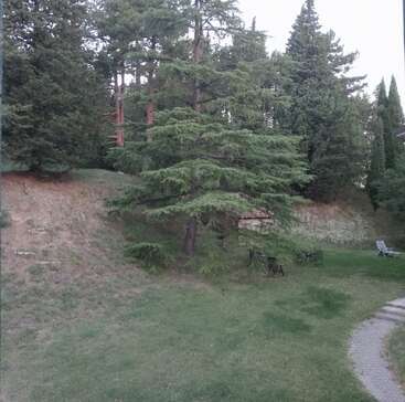 This image shows a grassy backyard viewed through a window, featuring tall pine trees, patio chairs, a sun lounger, and a curving stone pathway. Peaceful atmosphere.