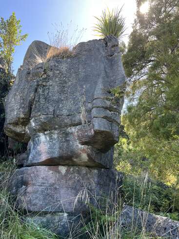 Une grande formation rocheuse altérée se dresse au milieu de la verdure, sur laquelle poussent de petites touffes d'herbe et une plante hérissée. La lumière du soleil passe à travers les arbres voisins.