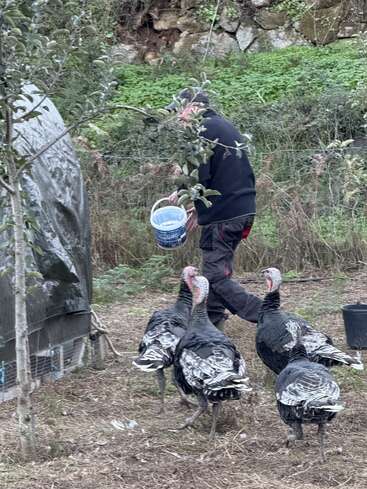 Una persona vestida con ropa oscura lleva un cubo azul mientras la siguen cuatro pavos en un espacio al aire libre rodeado de vegetación y un muro de piedra.