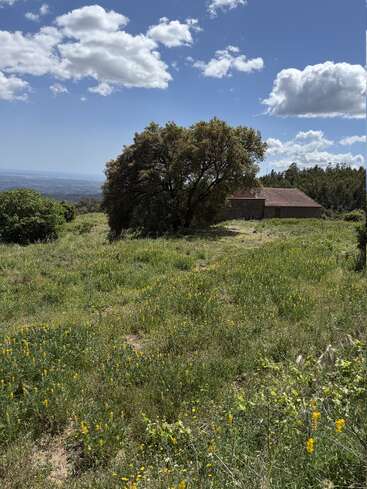 Un paisaje soleado con un prado cubierto de hierba y flores silvestres amarillas, un árbol centenario, una casa rústica con techo rojo y un cielo azul con nubes dispersas.