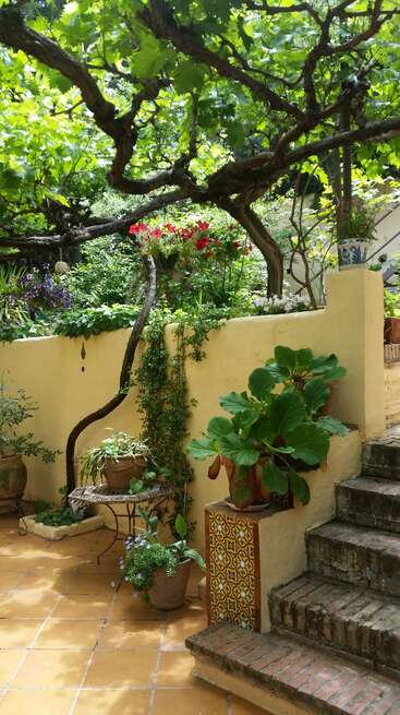 The image depicts a serene outdoor patio area featuring a yellow wall, potted plants, and a tree, surrounded by a warm and inviting atmosphere.