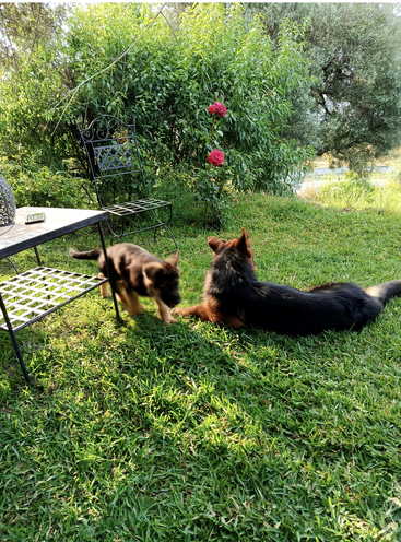 Deux bergers allemands, un chiot et un adulte, jouent sur l'herbe verte à côté d'une table et d'une chaise en métal. Ils sont entourés de roses roses en fleurs et d'une végétation luxuriante.