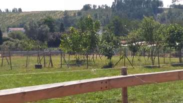 A imagem retrata uma paisagem serena com uma fileira de árvores, uma cerca e um corpo de água, evocando uma sensação de tranquilidade e beleza natural. A cena é pacífica e idílica.