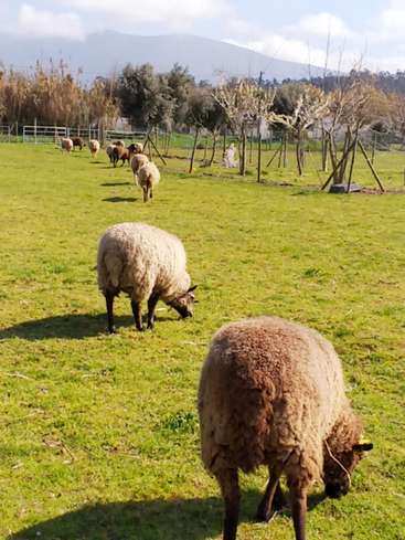 A imagem mostra um sereno campo gramado com um rebanho de ovelhas pastando, cercado por árvores e uma cerca, em um pitoresco cenário montanhoso.