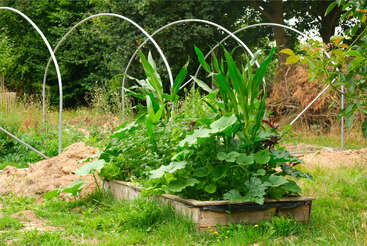 Un jardin surélevé luxuriant déborde de légumes et de plantes vertes, entouré d'arceaux métalliques pour le soutien, dans un environnement extérieur naturel et prospère.