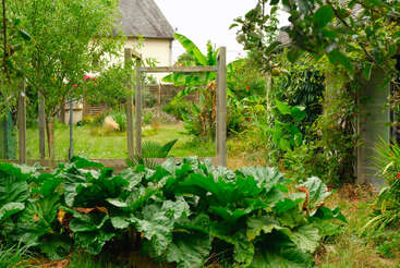 Un jardin luxuriant et verdoyant rempli de grandes plantes à feuilles, d'arbres et de feuillages éclatants. Un treillis en bois se dresse au milieu, avec des maisons en arrière-plan.