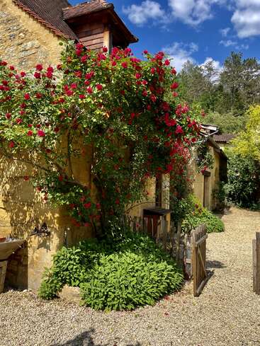 L'image représente une charmante maison en pierre avec un rosier rouge vif, nichée au milieu d'une végétation luxuriante et d'un chemin de gravier, sur fond de ciel bleu serein.