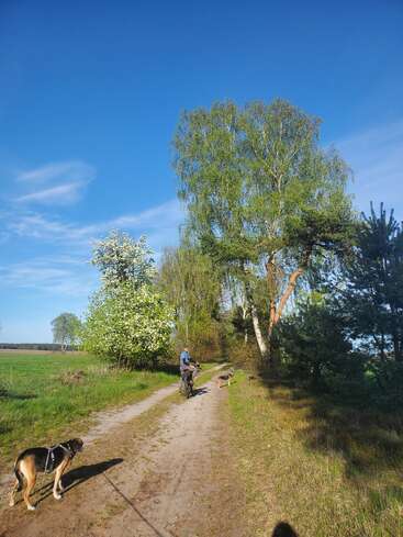 Una persona va en bicicleta por un camino de tierra bajo el sol, acompañada de dos perros. La escena está rodeada de frondosos árboles y un cielo azul y despejado.