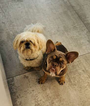 Dieses Bild zeigt zwei niedliche Hunde, die auf einem gefliesten Boden sitzen. Der eine ist flauschig und weiß, der andere ist eine braune französische Bulldogge mit großen Ohren, die beide nach oben schauen.