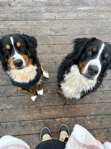 Zwei süße Berner Sennenhunde sitzen auf einer Holzterrasse und gucken zu der Person vor ihnen hoch, die Stiefel trägt und eine Decke hält.