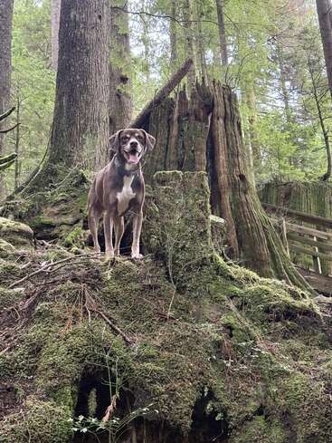 Um cachorro feliz fica confiante em cima de um tronco coberto de musgo na floresta, cercado por árvores altas e vegetação exuberante, curtindo a beleza natural e tranquila do bosque.