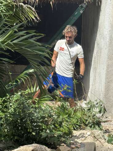 A man wearing a white t-shirt and blue shorts is gardening or clearing plants outdoors. He stands among green foliage, holding branches, with sunlight shining.