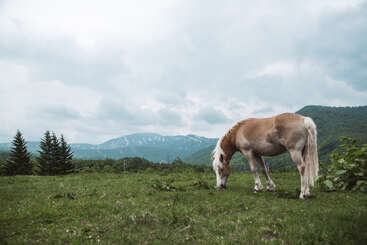 A imagem mostra uma cena serena de um cavalo pastando em uma área cercada, com um corpo de água visível ao fundo, cercado por árvores e vegetação.