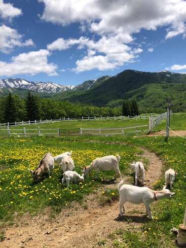 A imagem retrata uma cena serena de cabras pastando em um campo de flores amarelas, com uma pitoresca cadeia de montanhas e uma cerca branca ao fundo em um dia ensolarado.
