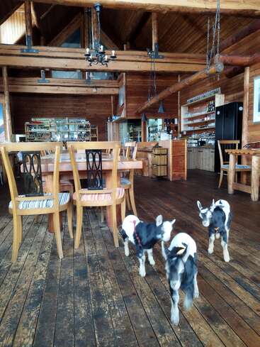 Três cabras jovens passeiam dentro de uma cabana de madeira aconchegante com móveis rústicos, vigas expostas, lustres, prateleiras com copos e uma atmosfera calorosa e convidativa.