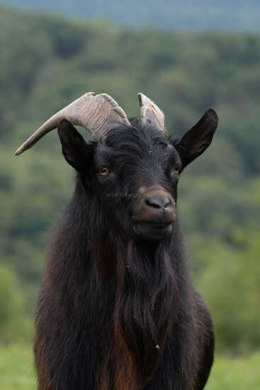Uma cabra preta ao ar livre, com pelo longo e texturizado, barba espessa e grandes chifres curvos. O fundo é verde e desfocado, sugerindo uma paisagem rural.