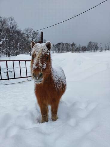 Um pequeno e fofo pônei marrom está parado na neve profunda, com seu pelo coberto de flocos de neve brancos. Árvores nuas e uma paisagem de neve o cercam sob um céu cinzento.