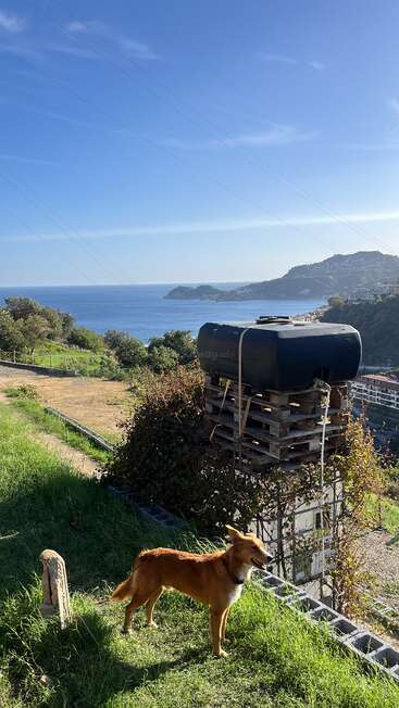 A brown dog stands on green grass near a water tank on wooden pallets. Behind, there's a coastal landscape with blue sea, green hills, and a clear sky.